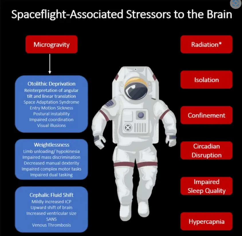 Summary of environment stressors with potential to impact the brain during spaceflight.